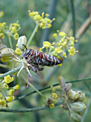 Coelioxys
