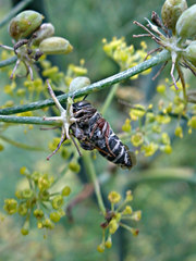 Coelioxys