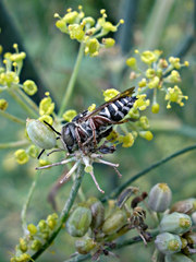 Coelioxys