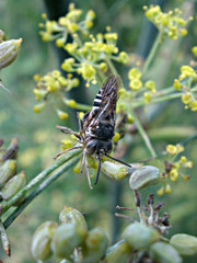 Coelioxys