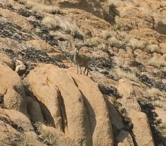 Oreotragus oreotragus transvaalensis