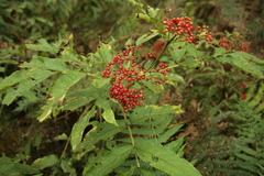 Sambucus adnata