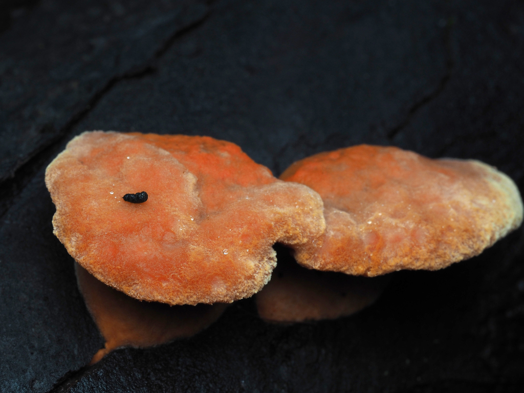 Trametes coccinea · May 2025 · photo: © andrew_poad (iNaturalist, cc-by)