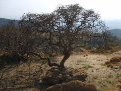 Vangueria infausta