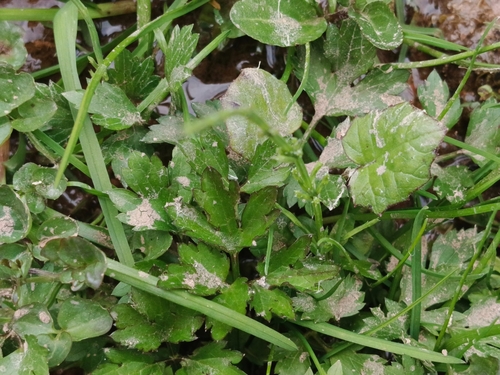 Creeping buttercup
