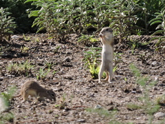 Xerospermophilus spilosoma
