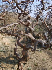 Vangueria infausta