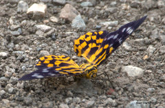 Dysphania subrepleta