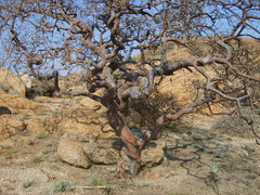 Vangueria infausta