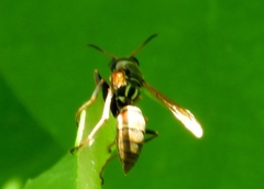 Polistes pacificus