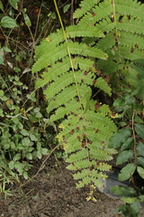 Osmundaceae