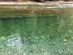 Oncorhynchus gorbuscha