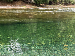 Oncorhynchus gorbuscha