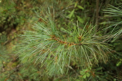 Pinus wallichiana