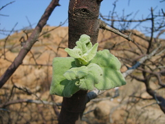 Vangueria infausta