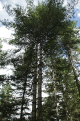 Pinus wallichiana