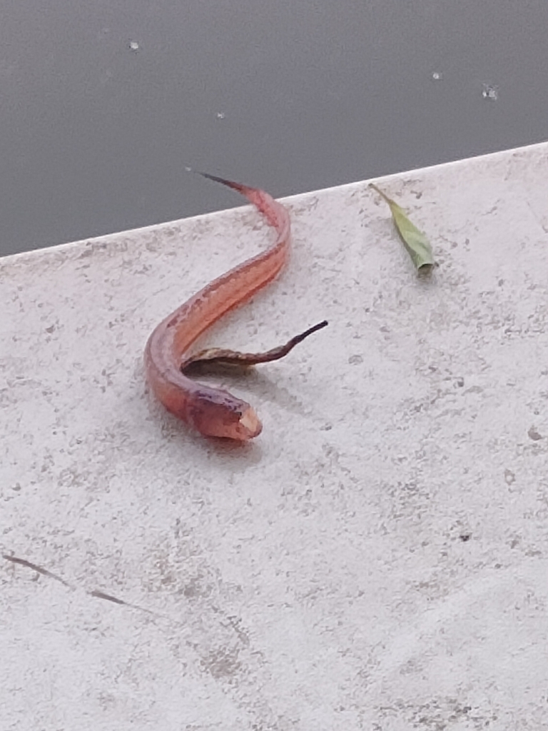 Bearded eel goby (Taenioides cirratus) — Gobiidae