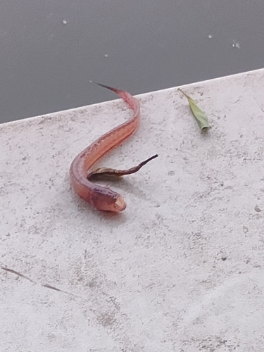 Bearded eel goby (Taenioides cirratus) — Gobiidae