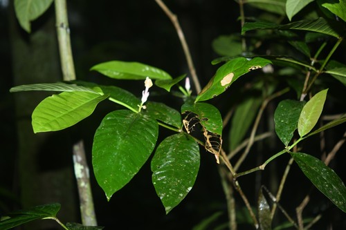 Tabernaemontana macrocalyx observed 2025-05-08