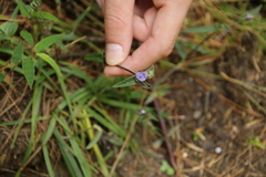 Tradescantieae