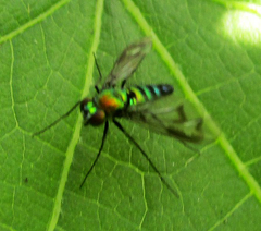 Condylostylus occidentalis