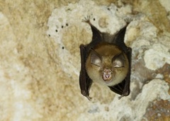 Indochinese Brown Horseshoe Bat photo 1