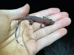 Black Pilbara Gecko photo 3