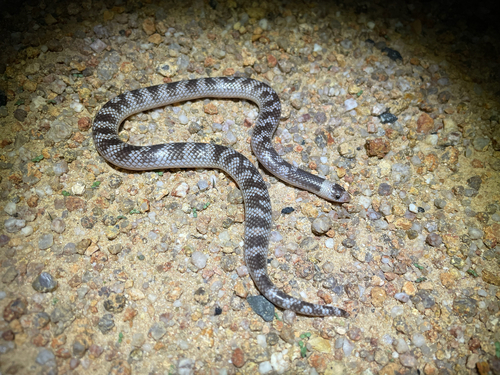 Photo of a Einasleigh Shovel-nosed Snake (Brachyurophis campbelli)