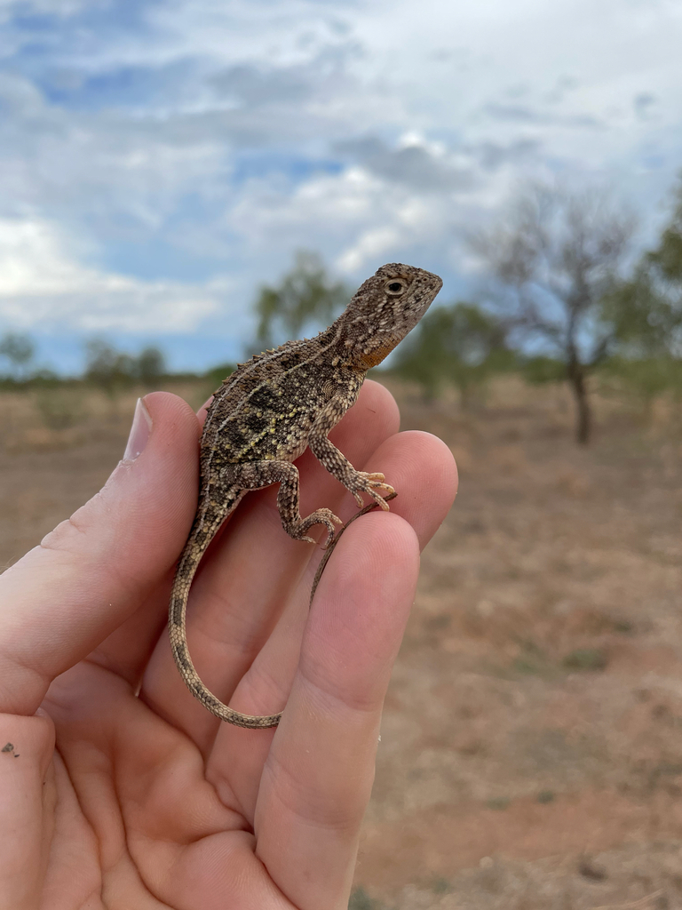 Five-Lined Earless Dragon