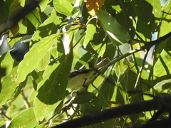 Camptostoma obsoletum