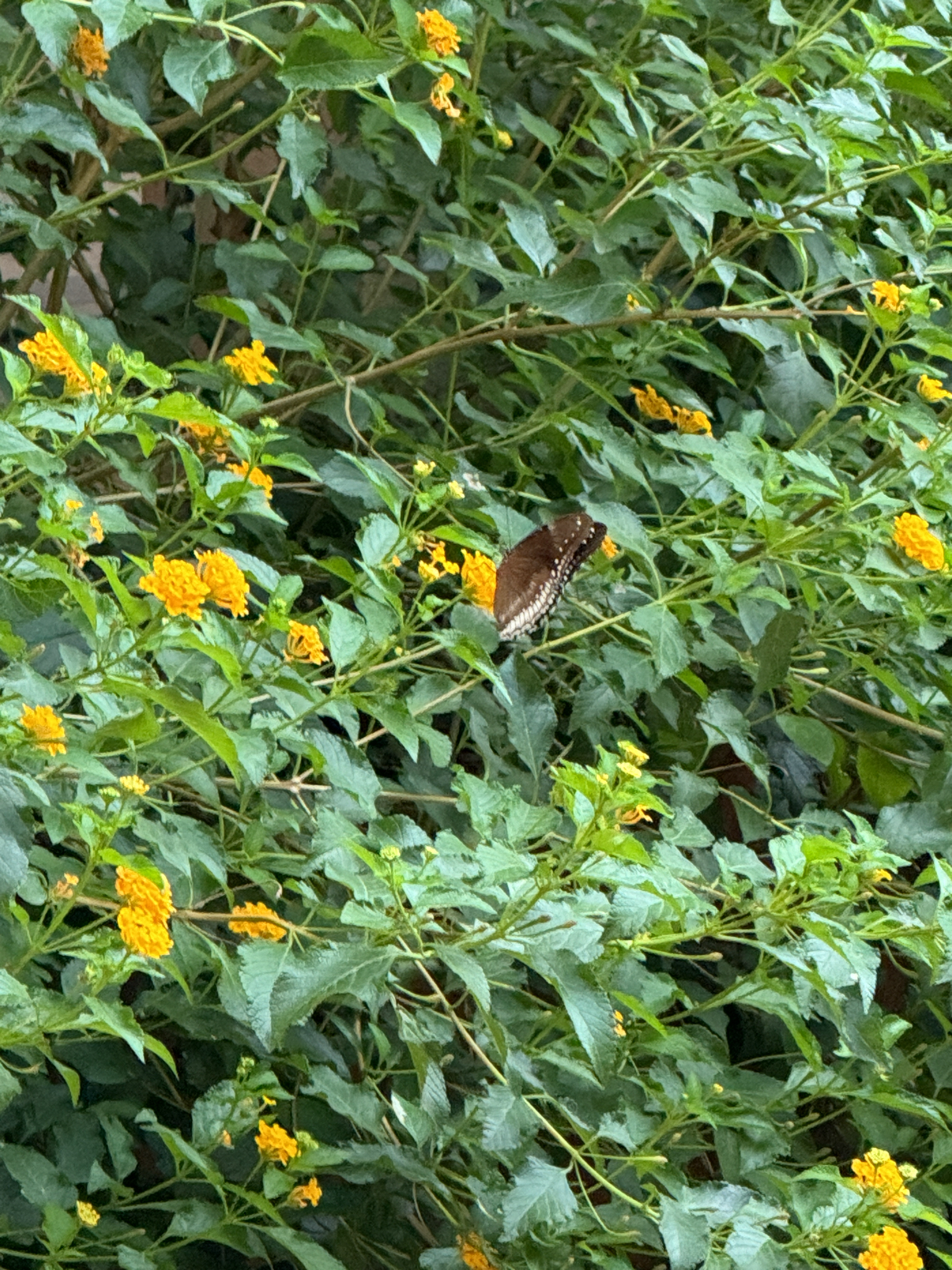 Great Eggfly
