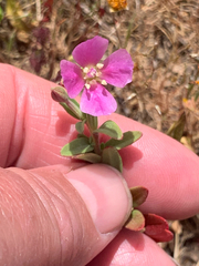 Clarkia davyi, photograph author not stated, no rights reserved