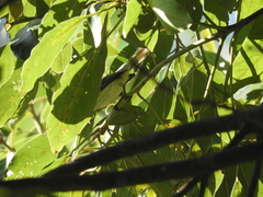 Camptostoma obsoletum