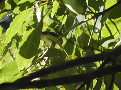 Camptostoma obsoletum