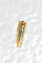 Dalbulus elimatus