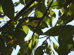 Camptostoma obsoletum