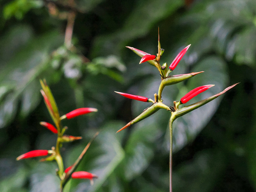 Heliconia metallica