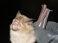 Hipposideros speoris