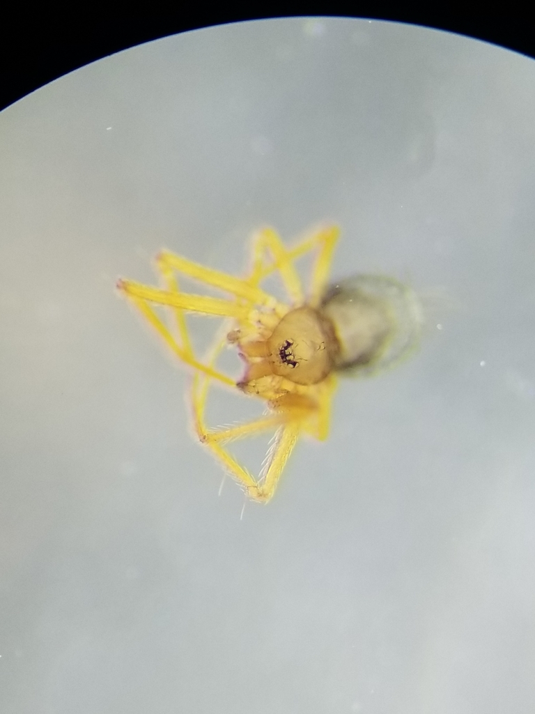 Usofila pacifica