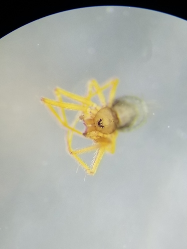Usofila pacifica
