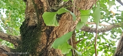 Ginkgo biloba