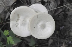 Melanoleuca alboflavida