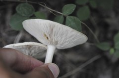 Melanoleuca alboflavida