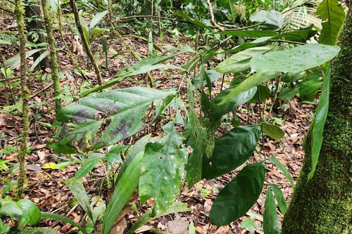 Tachigali paniculata observed 2025-05-08