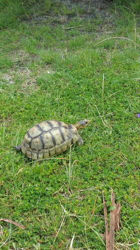 Chersina angulata