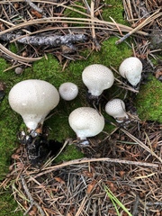 Lycoperdon subumbrinum