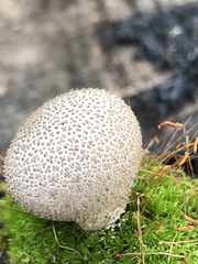 Lycoperdon subumbrinum