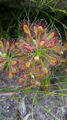 Drosera glabripes