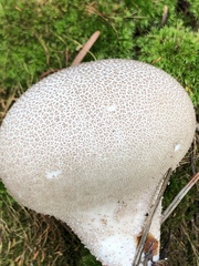 Lycoperdon subumbrinum