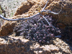 Euphorbia schinzii